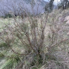 Hakea microcarpa at Rendezvous Creek, ACT - 7 May 2022