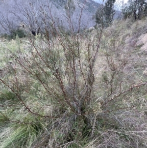 Hakea microcarpa at Rendezvous Creek, ACT - 7 May 2022