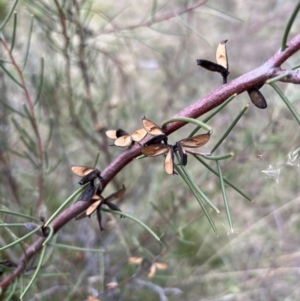 Hakea microcarpa at Rendezvous Creek, ACT - 7 May 2022