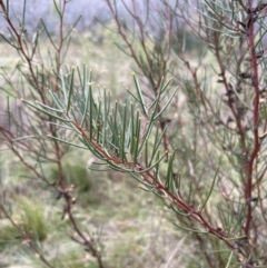 Hakea microcarpa at Rendezvous Creek, ACT - 7 May 2022