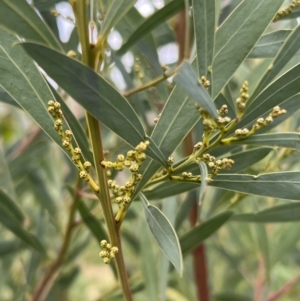 Acacia rubida at Rendezvous Creek, ACT - 7 May 2022 11:58 AM