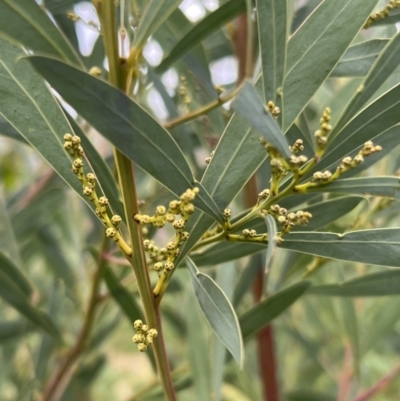 Acacia rubida (Red-stemmed Wattle, Red-leaved Wattle) at Rendezvous Creek, ACT - 7 May 2022 by JimL