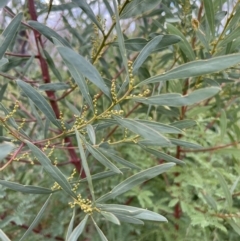 Acacia rubida at Rendezvous Creek, ACT - 7 May 2022 11:58 AM