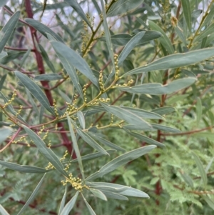 Acacia rubida at Rendezvous Creek, ACT - 7 May 2022 11:58 AM