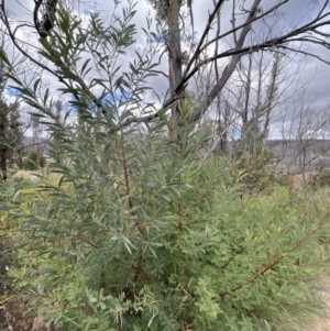 Acacia rubida at Rendezvous Creek, ACT - 7 May 2022 11:58 AM