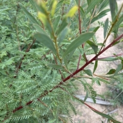 Acacia rubida at Rendezvous Creek, ACT - 7 May 2022 11:58 AM