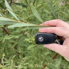 Acacia rubida at Rendezvous Creek, ACT - 7 May 2022 11:58 AM