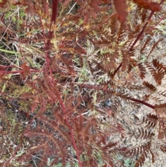 Acacia rubida (Red-stemmed Wattle, Red-leaved Wattle) at Rendezvous Creek, ACT - 7 May 2022 by JimL