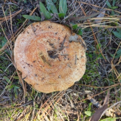 Lactarius deliciosus (Saffron Milkcap) at Hackett, ACT - 8 May 2022 by mareehill