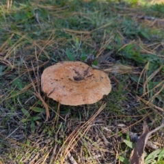 Lactarius deliciosus at Hackett, ACT - 8 May 2022 10:49 AM