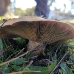 Lactarius deliciosus at Hackett, ACT - 8 May 2022