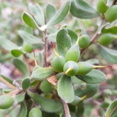 Persoonia rigida (Hairy Geebung) at Acton, ACT - 7 May 2022 by MatthewFrawley