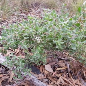 Persoonia rigida at Acton, ACT - 7 May 2022 01:46 PM