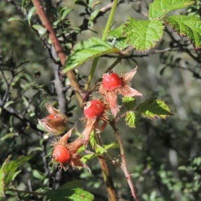 Rubus parvifolius (Native Raspberry) at Paddys River, ACT - 23 Jan 2022 by michaelb