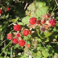 Rubus parvifolius at Paddys River, ACT - 23 Jan 2022 05:03 PM