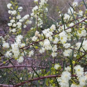 Acacia genistifolia at Acton, ACT - 7 May 2022 01:49 PM