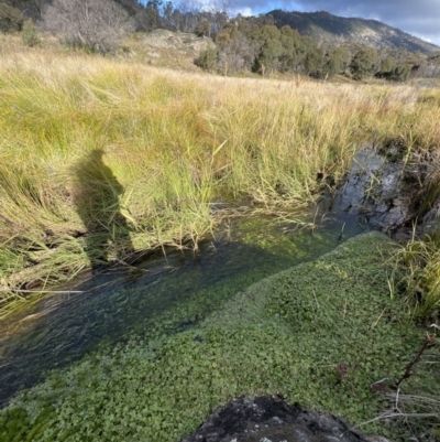 Hydrocotyle rivularis (A Pennywort) at Rendezvous Creek, ACT - 7 May 2022 by JimL