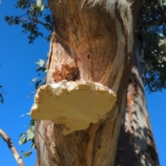 Laetiporus portentosus (White Punk) at Hackett, ACT - 8 May 2022 by mareehill