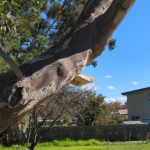 Laetiporus portentosus at Hackett, ACT - 8 May 2022