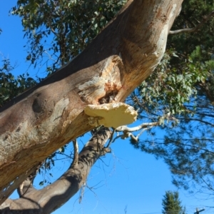 Laetiporus portentosus at Hackett, ACT - 8 May 2022