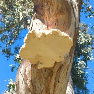 Laetiporus portentosus at Hackett, ACT - 8 May 2022