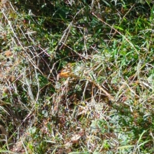 Heteronympha merope at Hackett, ACT - 8 May 2022