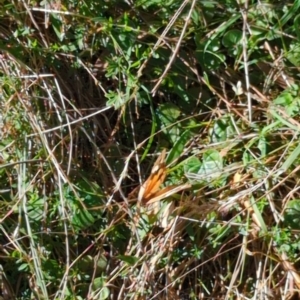 Heteronympha merope at Hackett, ACT - 8 May 2022