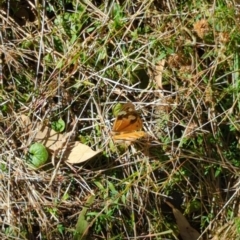 Heteronympha merope at Hackett, ACT - 8 May 2022