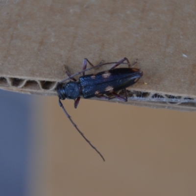 Phoracantha punctata (Longhorn beetle) at Wamboin, NSW - 30 Dec 2021 by natureguy