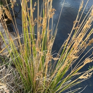 Juncus sarophorus at Rendezvous Creek, ACT - 7 May 2022