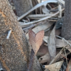 Pararguda nasuta (Wattle Snout Moth) at Amaroo, ACT - 8 May 2022 by chriselidie