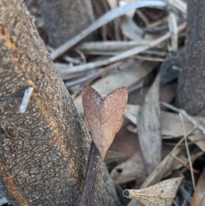 Pararguda nasuta (Wattle Snout Moth) at Amaroo, ACT - 8 May 2022 by chriselidie