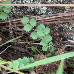 Sanguisorba minor (Salad Burnet, Sheep's Burnet) at Namadgi National Park - 7 May 2022 by JimL