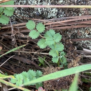 Sanguisorba minor at Rendezvous Creek, ACT - 7 May 2022 03:24 PM