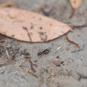 Camponotus claripes at Wamboin, NSW - 10 Jan 2022