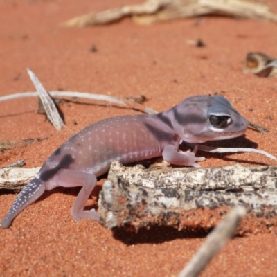 Nephrurus laevemissus (Pale Knob-tailed Gecko) at Petermann, NT - 23 Mar 2012 by jks