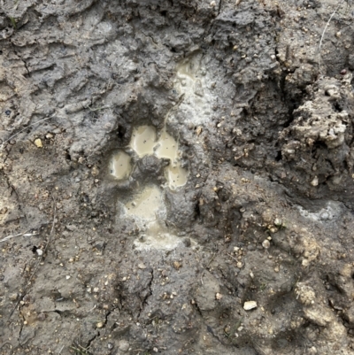 Canis lupus (Dingo / Wild Dog) at Namadgi National Park - 7 May 2022 by JimL