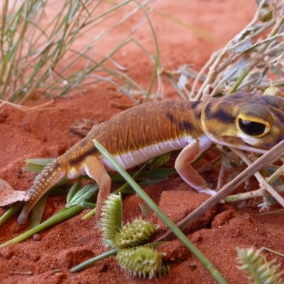 Nephrurus laevemissus (Pale Knob-tailed Gecko) at Petermann, NT - 21 Mar 2012 by jks