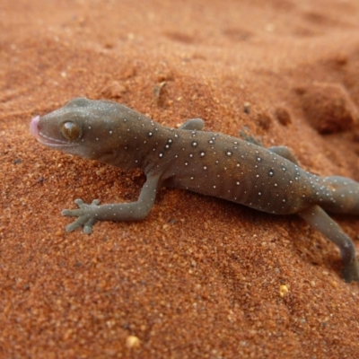 Strophurus elderi (Jewelled Gecko) at Petermann, NT - 19 Nov 2012 by jks