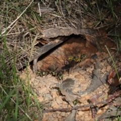 Vespula germanica (German Yellowjacket Wasp (also known as European Wasp)) at Acton, ACT - 8 May 2022 by TimL