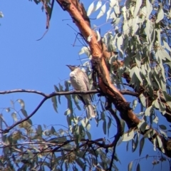 Philemon corniculatus (Noisy Friarbird) at Chiltern, VIC - 7 May 2022 by Darcy