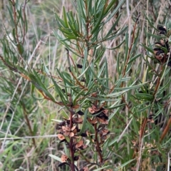 Hakea microcarpa (Small-fruit Hakea) at Rendezvous Creek, ACT - 7 May 2022 by JimL