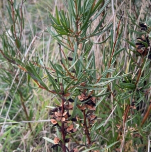 Hakea microcarpa at Rendezvous Creek, ACT - 7 May 2022