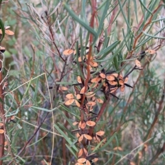 Hakea microcarpa at Rendezvous Creek, ACT - 7 May 2022