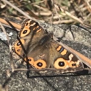 Junonia villida at Griffith, ACT - 8 May 2022