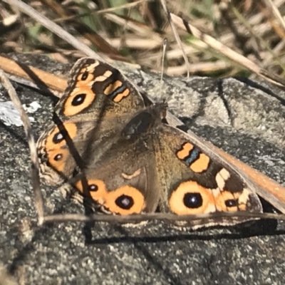 Junonia villida (Meadow Argus) at Griffith, ACT - 8 May 2022 by ianandlibby1