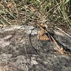 Junonia villida at Griffith, ACT - 8 May 2022