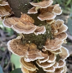 zz Polypore (shelf/hoof-like) at Karabar, NSW - 8 May 2022 by SteveBorkowskis