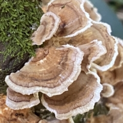 zz Polypore (shelf/hoof-like) at Karabar, NSW - 8 May 2022 01:20 PM