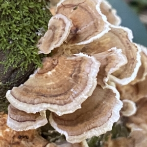 zz Polypore (shelf/hoof-like) at Karabar, NSW - 8 May 2022